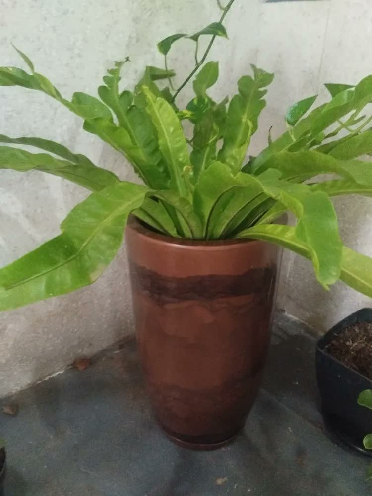 foto de Vaso Grande Polietileno Plantas Marmorizado Jardim Varanda