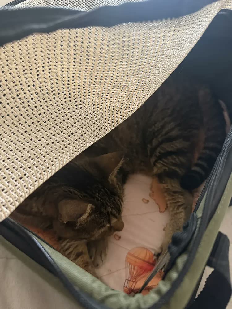 foto de Bolsa Transporte Pet Aereo Gol São Pet 43 X32 X24cm Cão Gato Cor Marrom