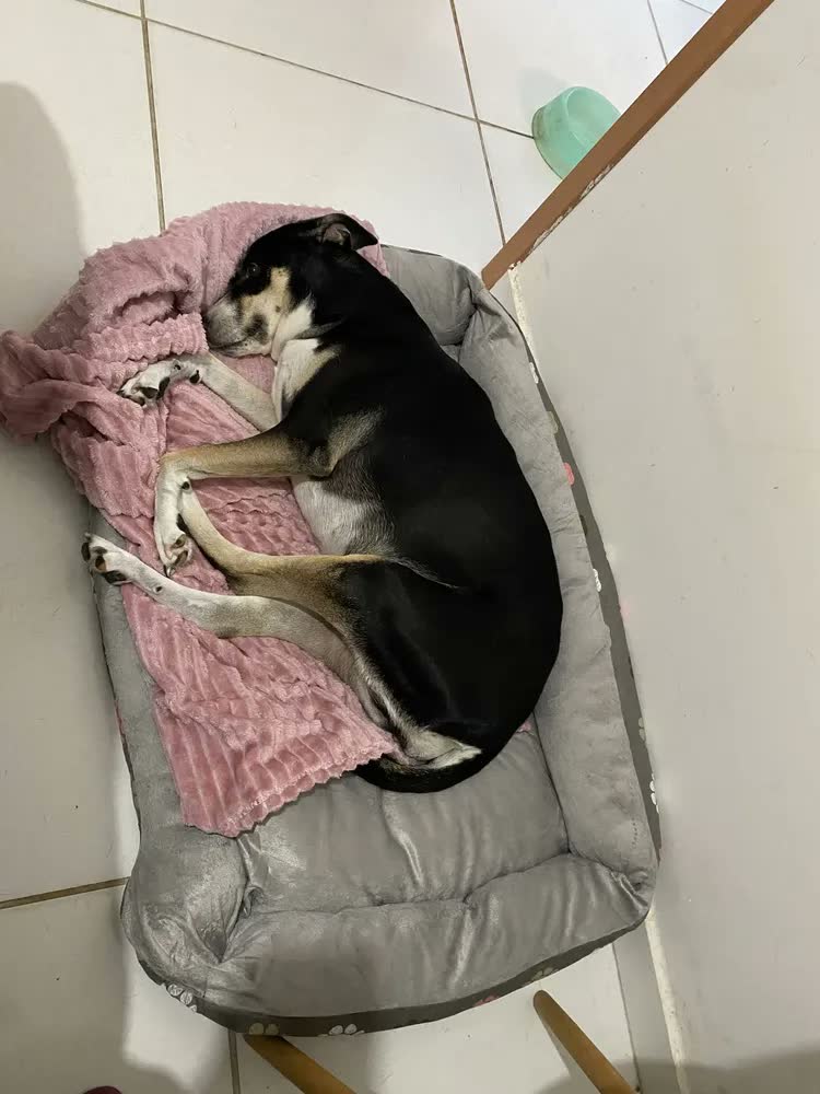 foto de Cama Pet Extra Grande Xg Lavável Cachorro Porte Grande Cor Dog Preto