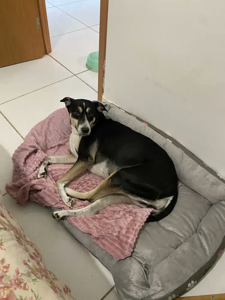foto de Cama Pet Extra Grande Xg Lavável Cachorro Porte Grande Cor Dog Preto