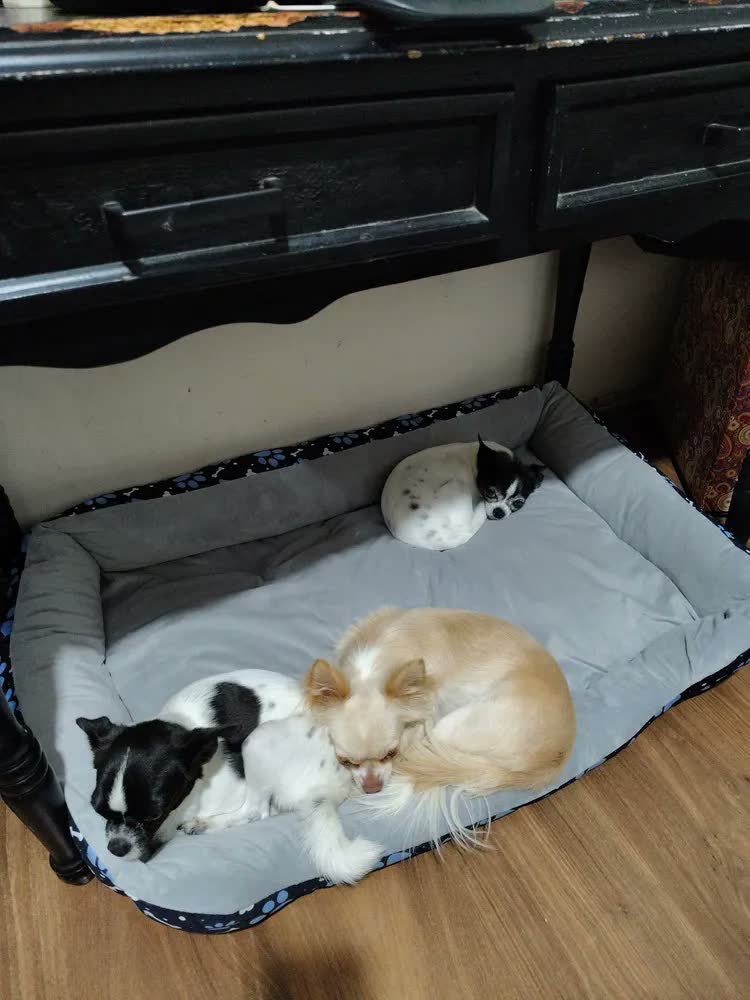 foto de Cama Pet Extra Grande Xg Lavável Cachorro Porte Grande Cor Dog Preto