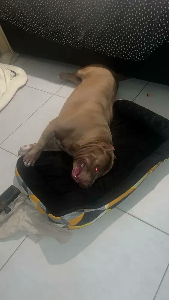 foto de Cama Pet Extra Grande Xg Lavável Cachorro Porte Grande Cor Pata Azul