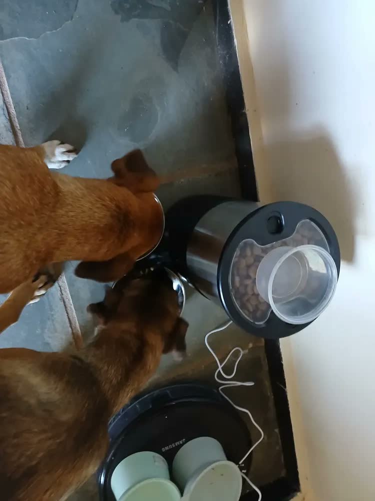 foto de Comedouro WIFI Automático Newpet 5L Cães e Gatos TUYA APP