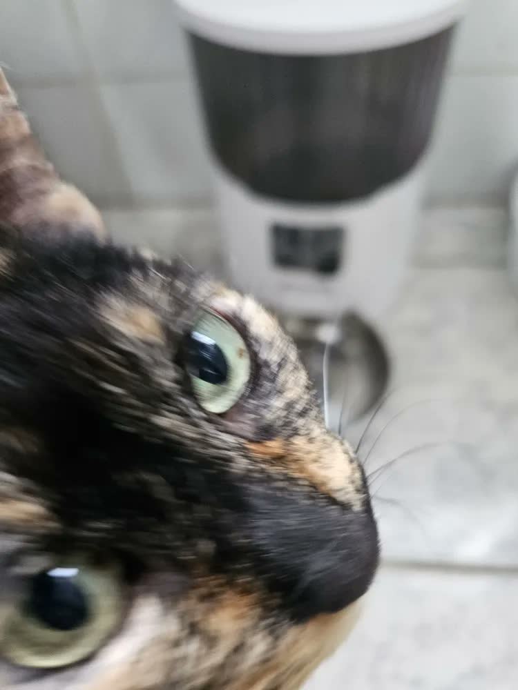 foto de Comedouro Automático New Pet 4L com Gravação de Voz para Cães e Gatos