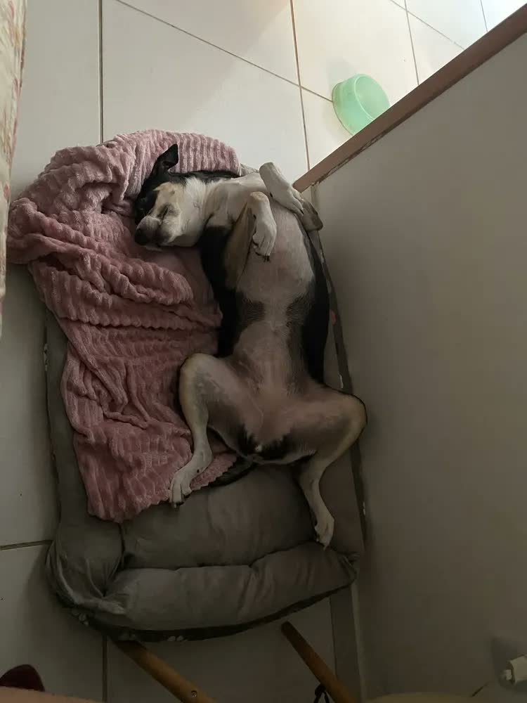 foto de Cama Pet Extra Grande Xg Lavável Cachorro Porte Grande Cor Ossinho Preto