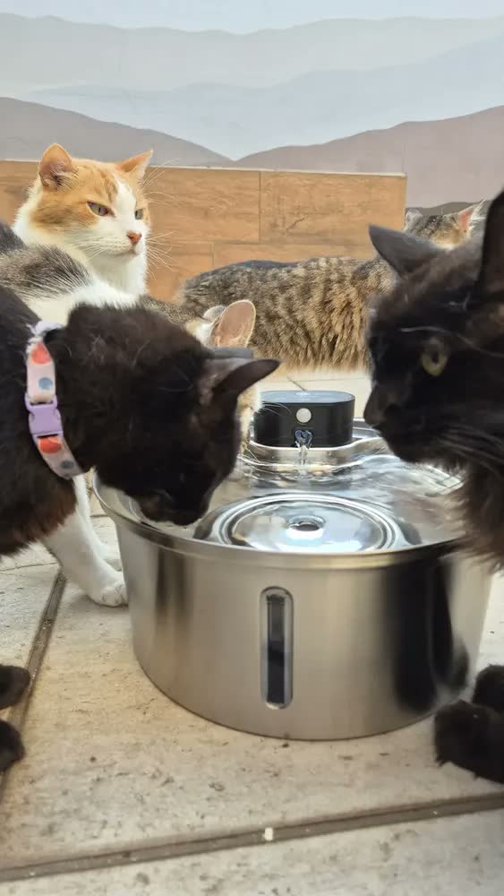 foto de Bebedouro Automático Sem Fio para Cães e Gatos 7,5 Litros Branco