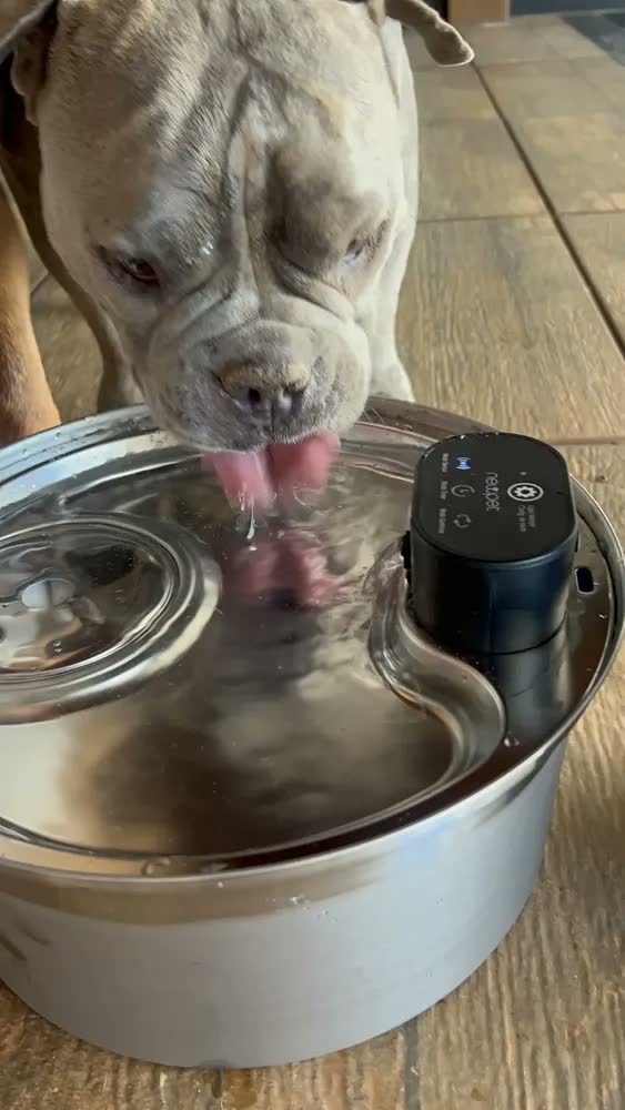foto de Bebedouro Automático Sem Fio para Cães e Gatos 7,5 Litros Branco