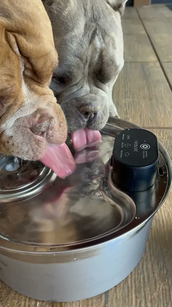 foto de Bebedouro Automático Sem Fio para Cães e Gatos 7,5 Litros Branco