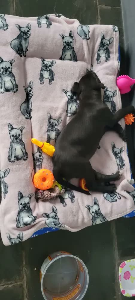 foto de Colchonete Cama Para Cachorro Gg Caminha Pet 90x63 Com Ziper