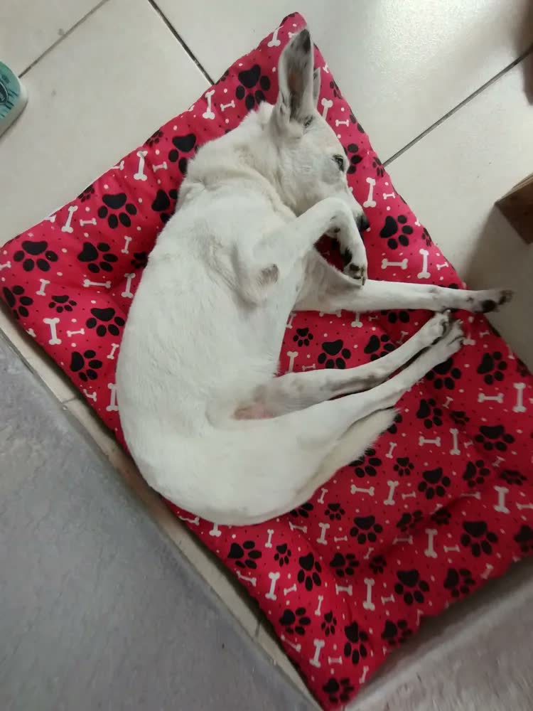 foto de Colchonete Cama Para Cachorro Gg Caminha Pet 90x63 Com Ziper