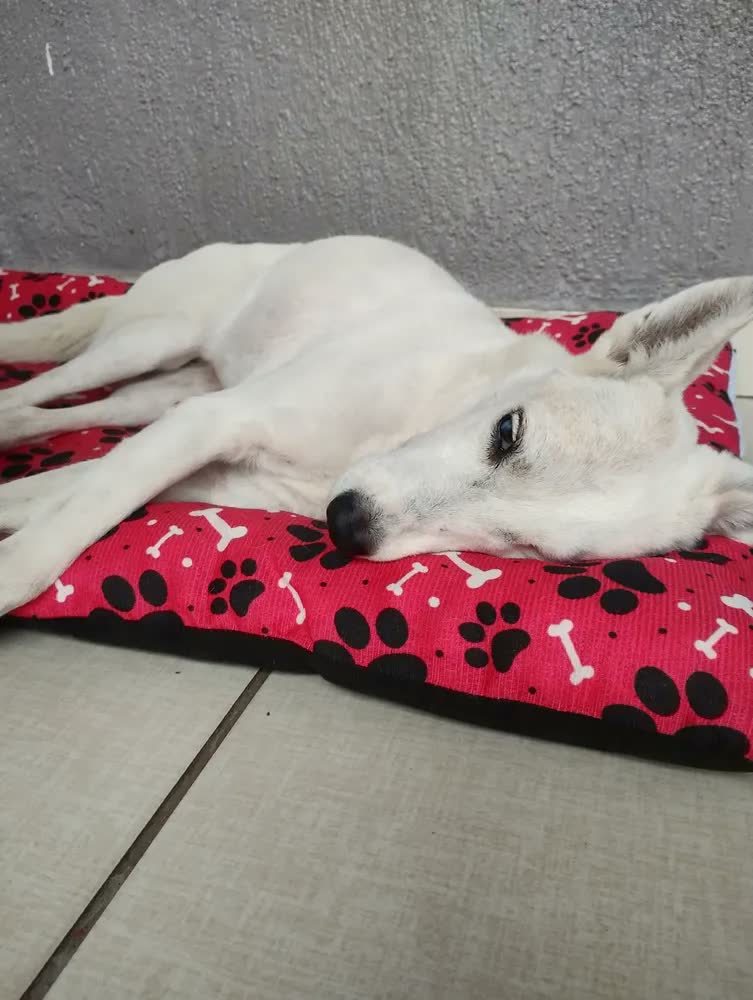 foto de Colchonete Cama Para Cachorro Gg Caminha Pet 90x63 Com Ziper
