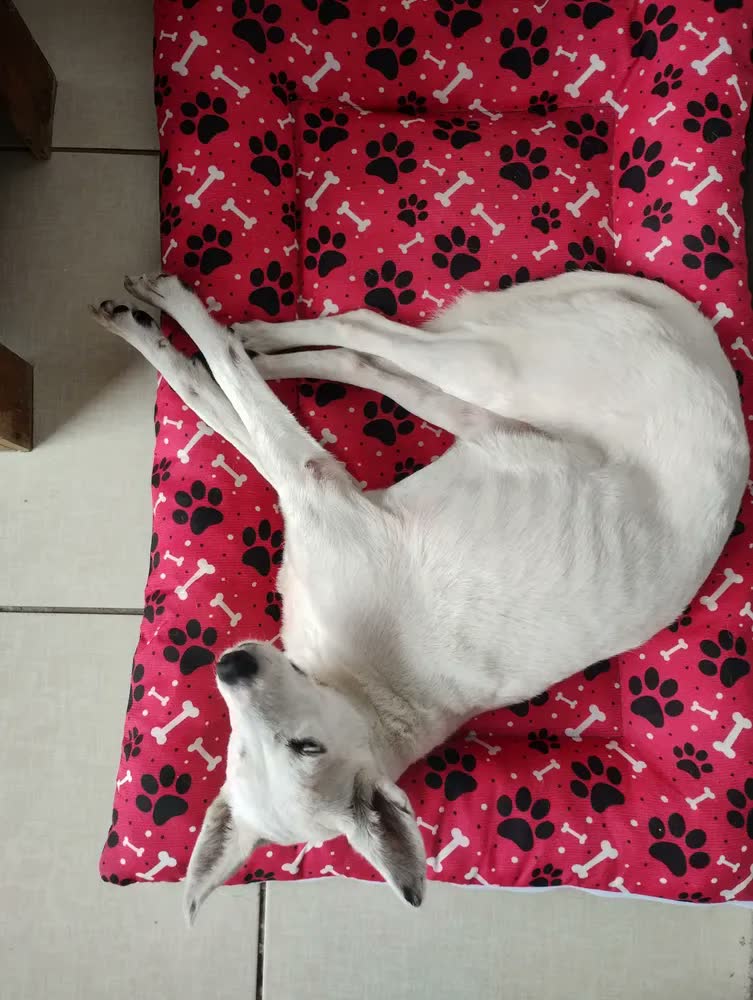 foto de Colchonete Cama Para Cachorro Gg Caminha Pet 90x63 Com Ziper