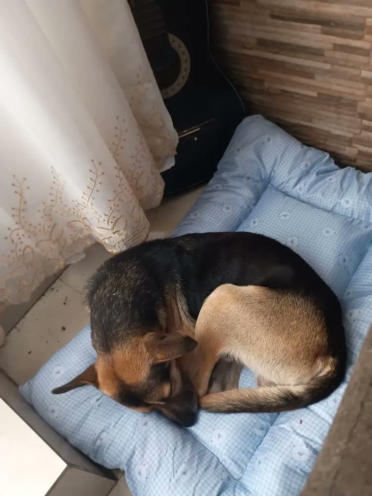 foto de Colchonete Cama Para Cachorro Gg Caminha Pet 90x63 Com Ziper