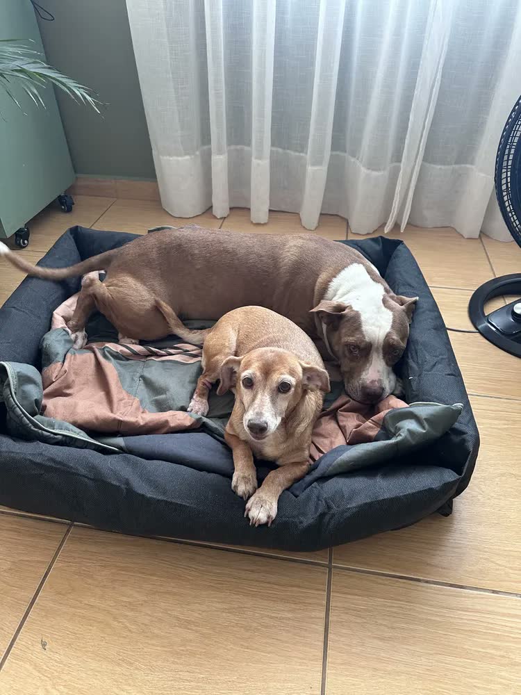 foto de Cama Para Cachorro Grande Confortável Resistente Impermeável