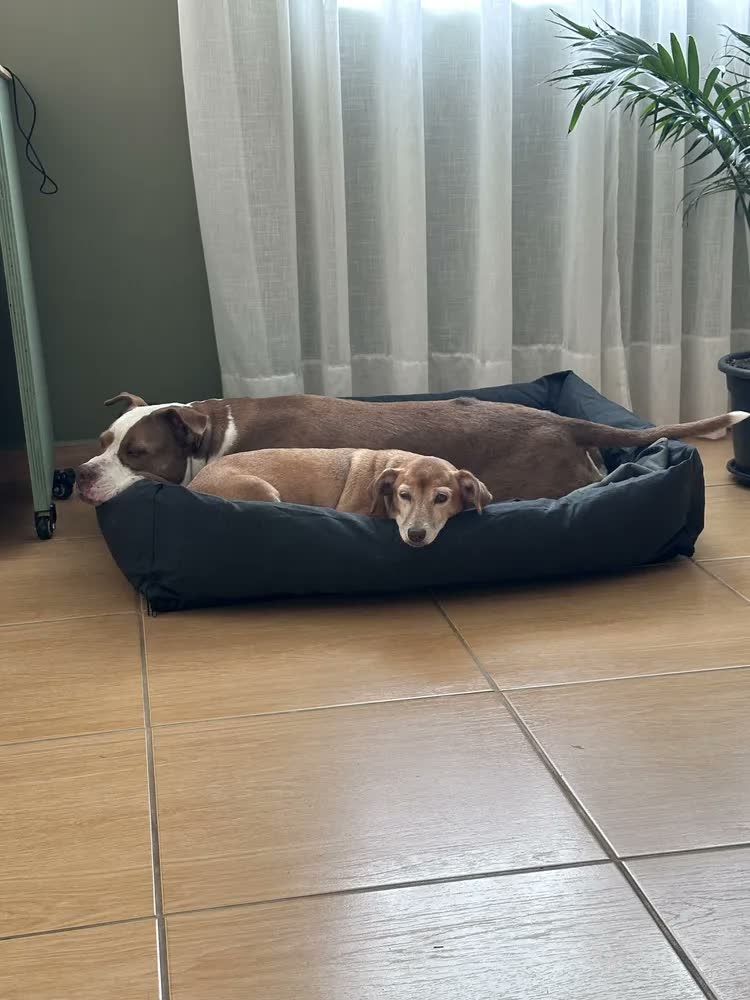 foto de Cama Para Cachorro Grande Confortável Resistente Impermeável