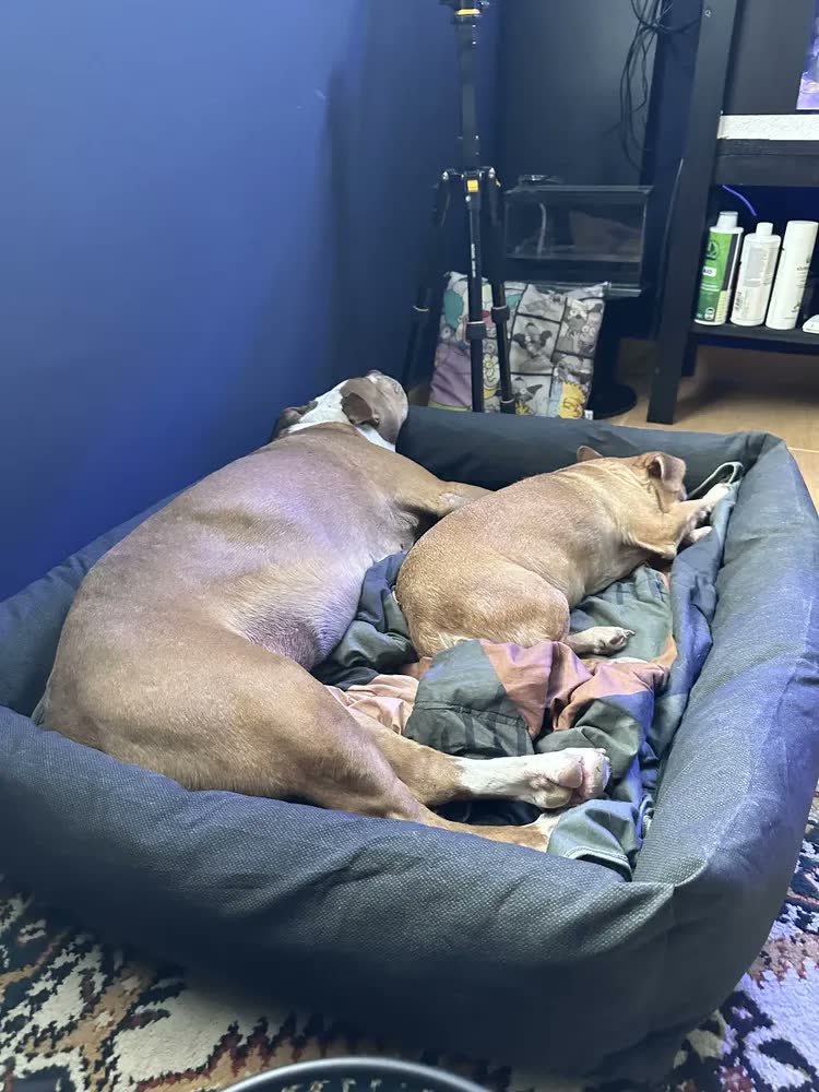 foto de Cama Para Cachorro Grande Confortável Resistente Impermeável
