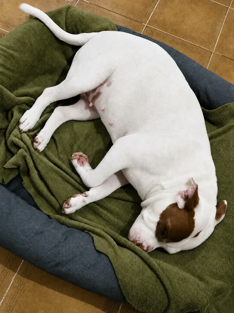 foto de Cama Para Cachorro Grande Confortável Resistente Impermeável