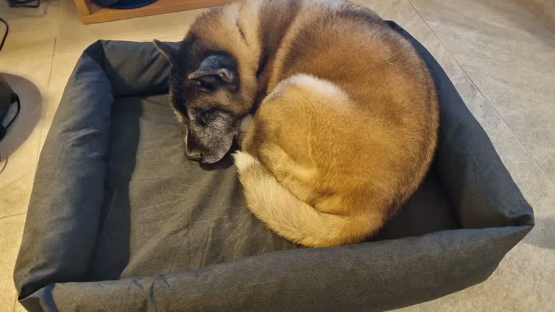foto de Cama Para Cachorro Grande Confortável Resistente Impermeável