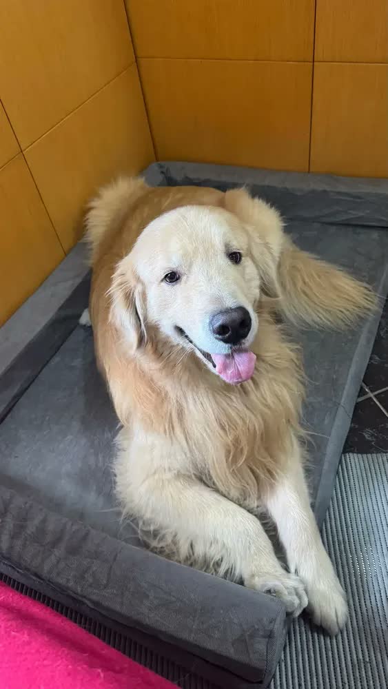 foto de Cama Para Cachorro Grande Ortopédico Lavável 120x80 Cm
