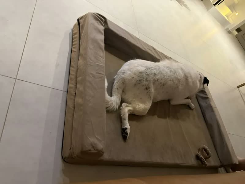 foto de Cama Para Cachorro Grande Ortopédico Lavável 120x80 Cm
