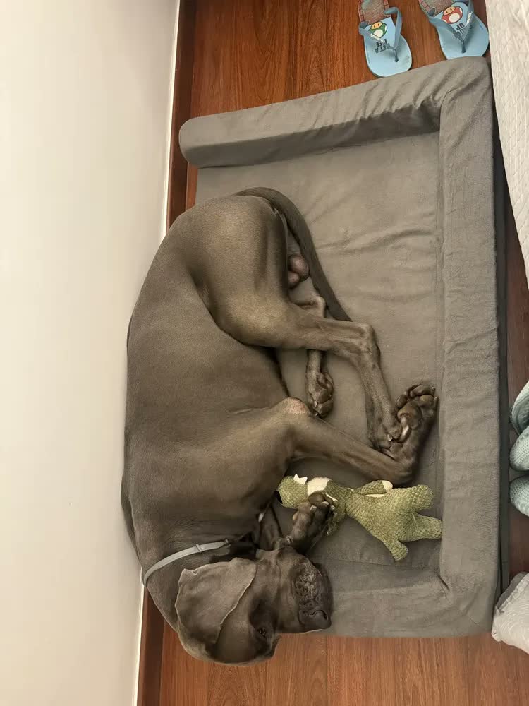 foto de Cama Para Cachorro Grande Ortopédico Lavável 120x80 Cm