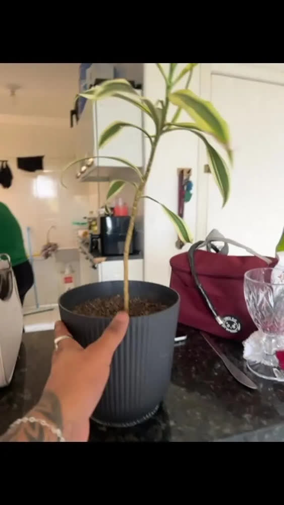 foto de Kit 5 Vasos De Orquídea Grande Cachepot De Plantas E Flores