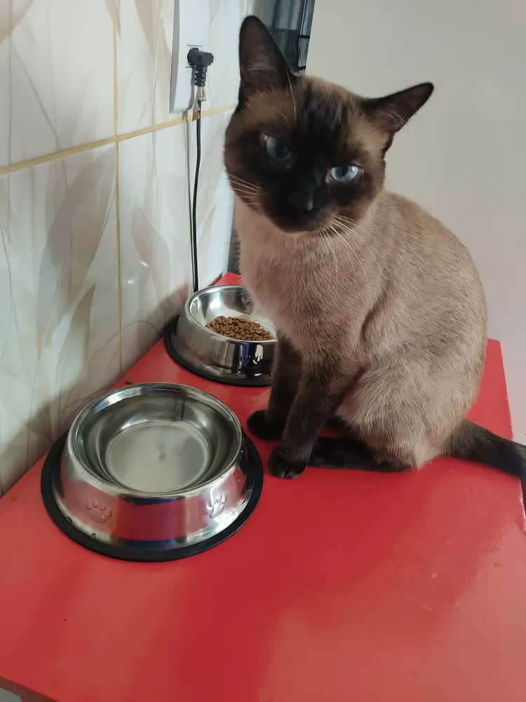 foto de Kit 2 Tigela Inox G Bebedouro Comedouro Cachorro Grande Inox Grande Potinho 800ml
