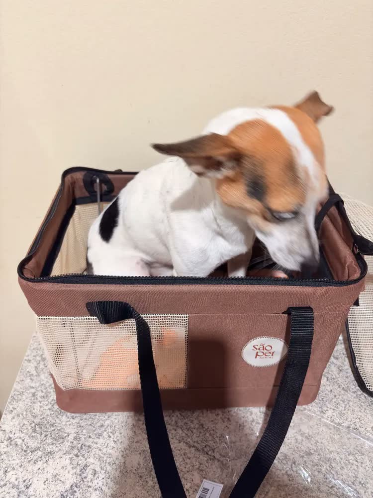 foto de Bolsa De Transporte Aéreo Para Pets Modelo Latam 40x28x25cm Cor Marrom