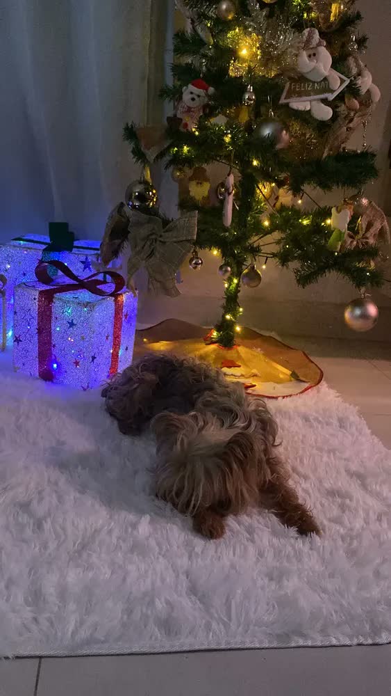 foto de Tapete saggy, felpudo. Dhalishop Shaggy cor Cinza-escuro liso - de 2m x 1.4m