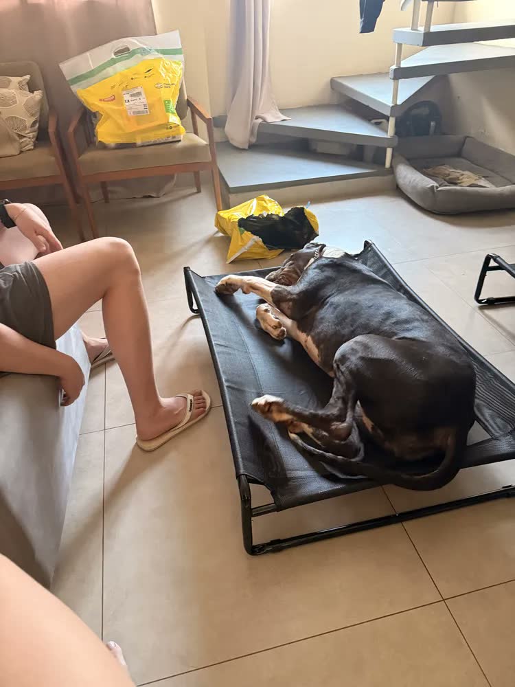 foto de Cama Suspensa Grande Cachorros Looxopet Textilene Preto 120×82×24cm