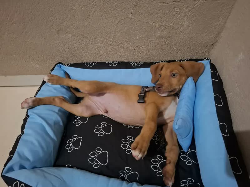 foto de Cama Pet Cachorro Porte Pequeno/médio Impermeável Tamanho M