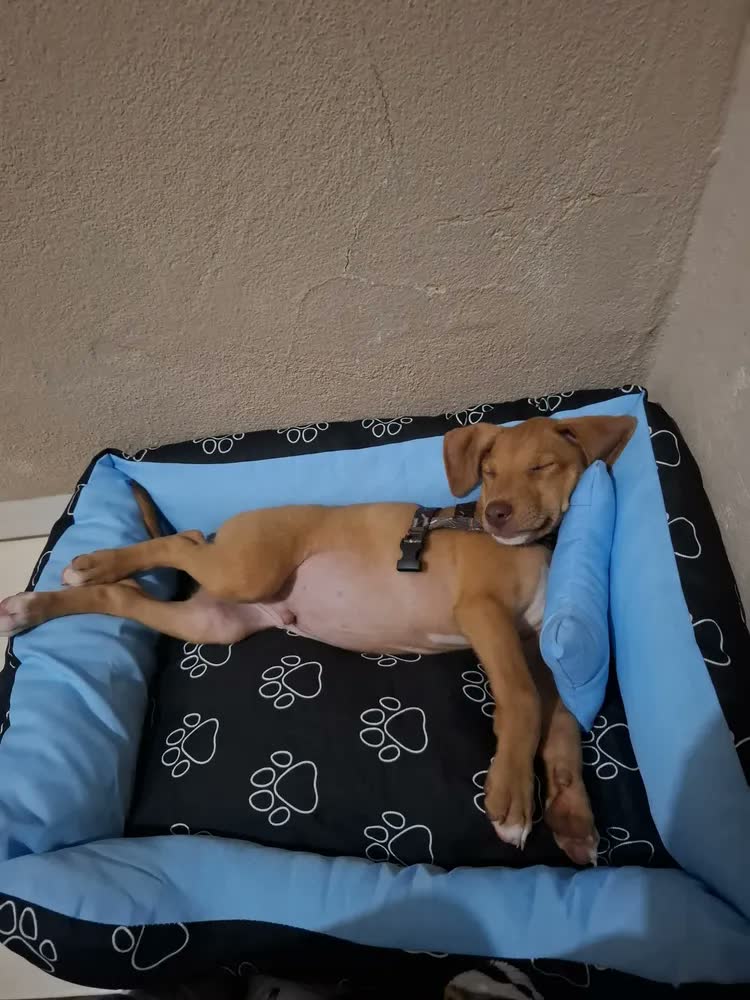 foto de Cama Pet Cachorro Porte Pequeno/médio Impermeável Tamanho M