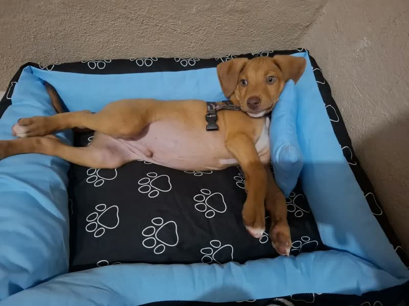 foto de Cama Pet Cachorro Porte Pequeno/médio Impermeável Tamanho M