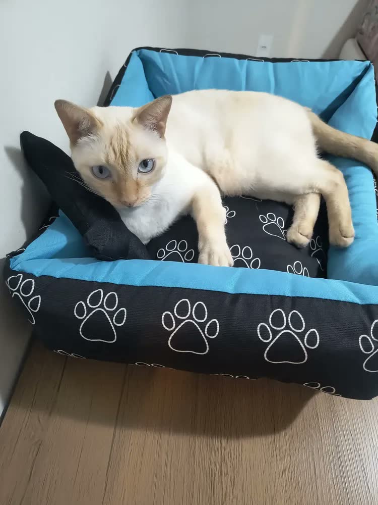 foto de Cama Pet Cachorro Porte Pequeno/médio Impermeável Tamanho M