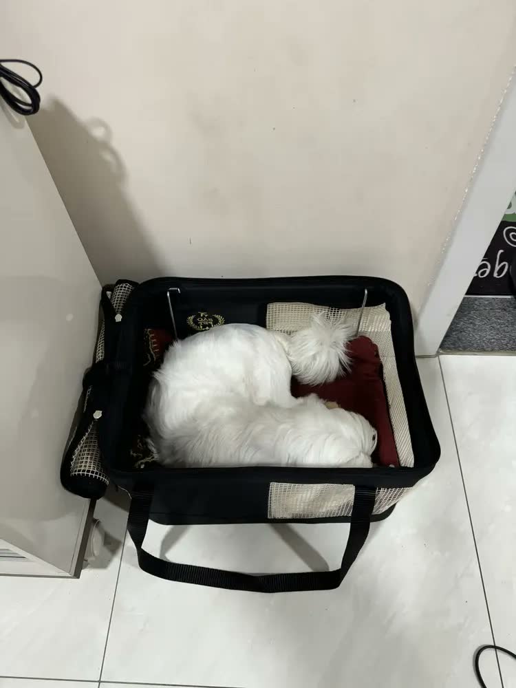 foto de Caixa Transporte Pet São Pet Viagem Aérea LATAM Cachorro Gato 40x28x25cm Verde