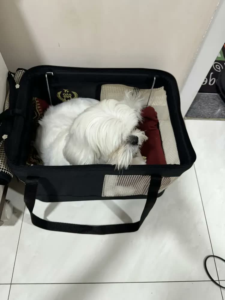 foto de Caixa Transporte Pet São Pet Viagem Aérea LATAM Cachorro Gato 40x28x25cm Verde