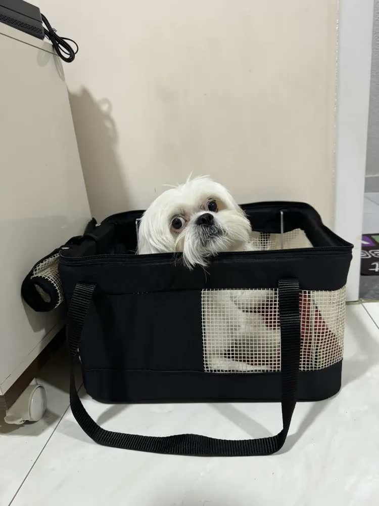foto de Caixa Transporte Pet São Pet Viagem Aérea LATAM Cachorro Gato 40x28x25cm Verde