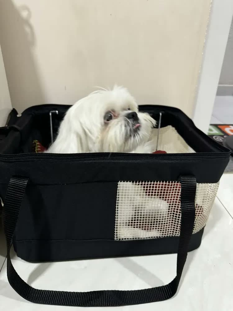 foto de Caixa Transporte Pet São Pet Viagem Aérea LATAM Cachorro Gato 40x28x25cm Verde