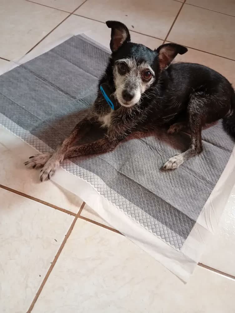 foto de Tapete Higiênico com Carvão Ativado 30 Unidades 80x60 - Caramelo