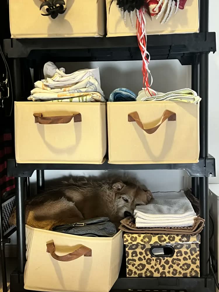 foto de Kit 5 Cesto Caixa Organizadora Dobrável Guarda Roupa Grande