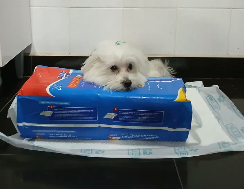 foto de Tapete Higiênico Para Cães 82x60cm 30 Und Blue Premium - 1 Branco