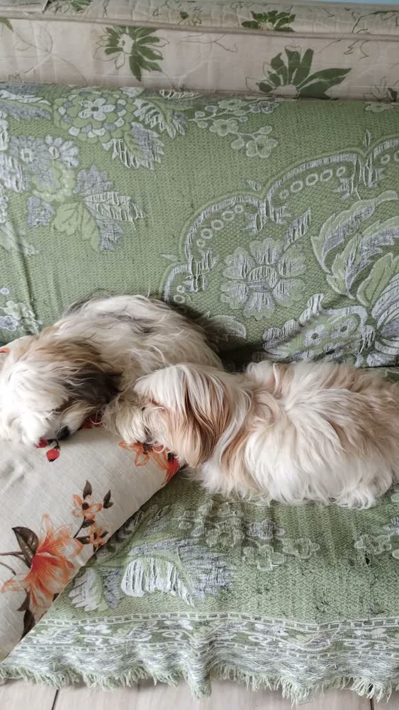 foto de Tapete Higiênico Para Cães 82x60cm 30 Und Blue Premium - 1 Branco