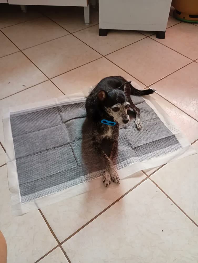 foto de Tapete Higiênico com Carvão Ativado 50 Unidades 60x60 - Caramelo