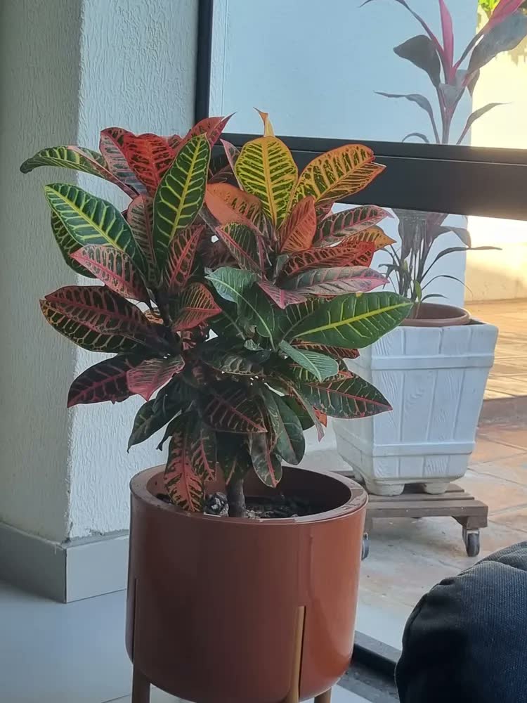 foto de Vaso Premium Grande Para Plantas Pés Madeirados Anti Dengue