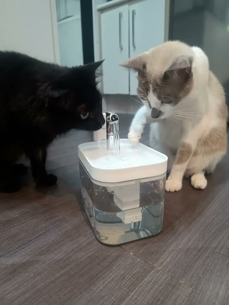 foto de Bebedouro Fonte Automático Cães Gatos Com Sensor E Sem Fio Cor Branco