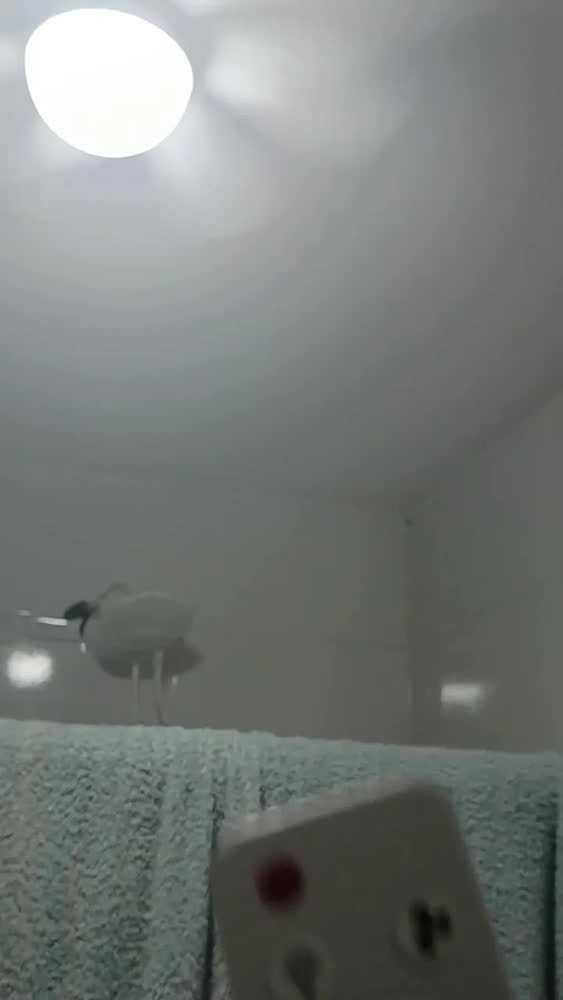 foto de Lâmpada Led Ventilador De Teto 6 Pás E27 60w Bivolt Silencio 42 Cm 50 Hz/60 Hz Branco Plástico 6