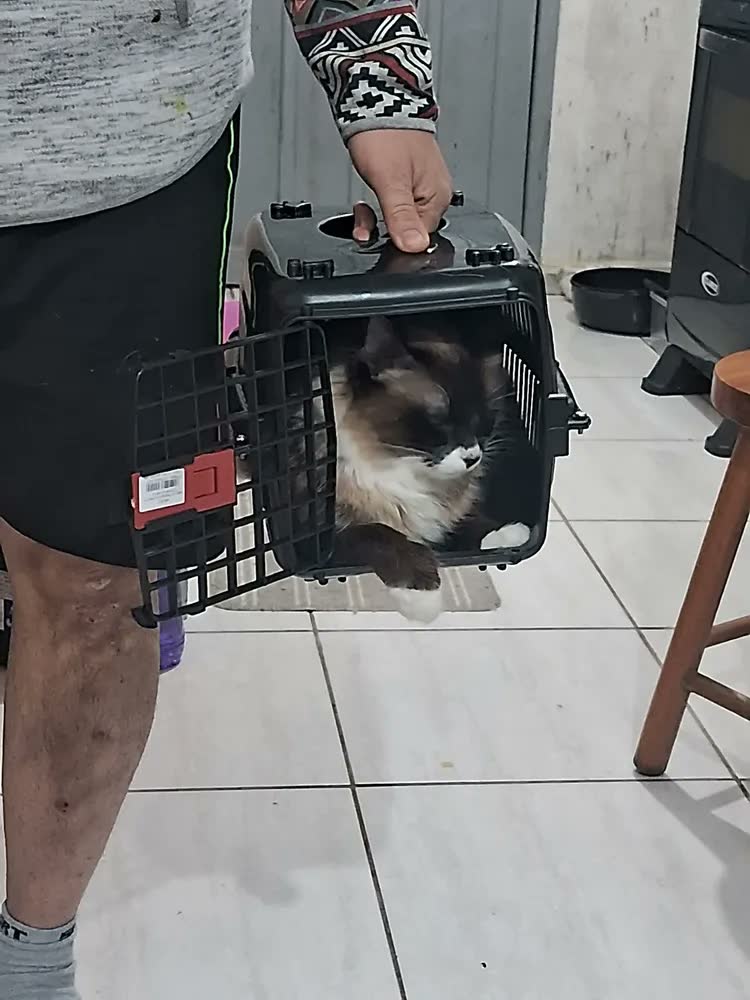foto de Caixa De Transporte Preta N°1 Filhotes Cão Gato Ave Roedor