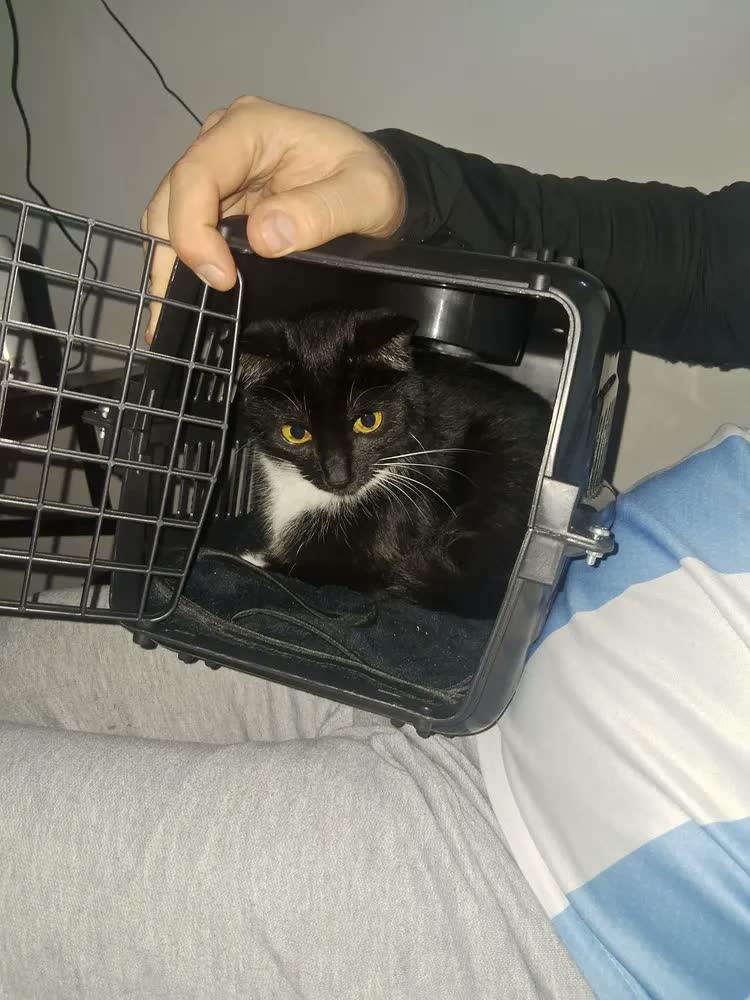 foto de Caixa De Transporte Preta N°1 Filhotes Cão Gato Ave Roedor