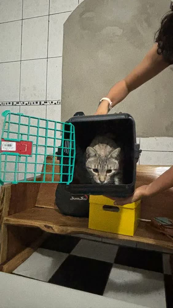 foto de Caixa De Transporte Preta Com Porta Colorida N° 2