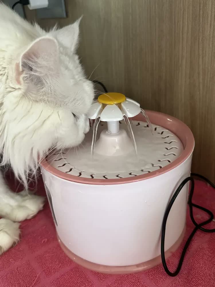 foto de Bebedouro Fonte Gato Cão Filtragem Purificação Pet Automatic Cor Rosa